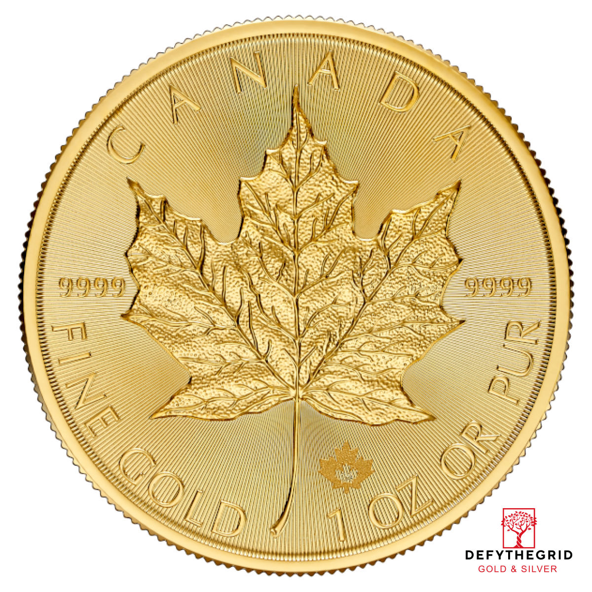 2026 1 OZ CANADIAN GOLD MAPLE LEAF Obverse product photo